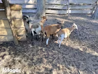 ভেড়ার পাঁঠা, Cameroon sheep — ছবি 2