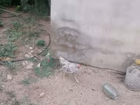 Chickens — foto 7