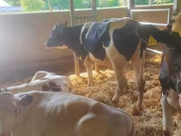 Lembu ternakan (lot, jantina tidak dinyatakan), Holstein breed — foto 3