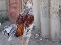 Chickens — fotografija 3