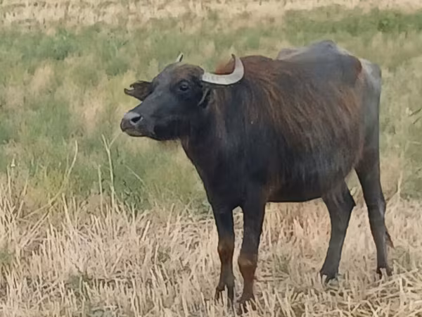 Ko, Afrikansk buffel