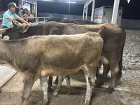 பசு, Ukrainian Brown Dairy Cattle — புகைப்படம் 3