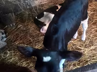 Lo’, Russian Black pied cattle — sawirka 2