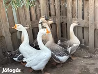 Geese — fotografija 2