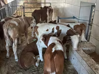 Ng'ombe dume, Simmental cattle — picha 2