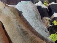 Lembu jantan, Simmental cattle — foto 4