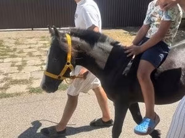 ცხენი, ცხენები