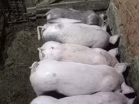 मादा सूअर, सूअर — फ़ोटो 3