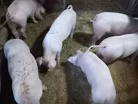 Babi betina, Крупная белая — foto 4