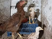 Chickens — foto 1