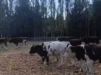 گاو نر, نژاد آولی‌اکول — عکس 2