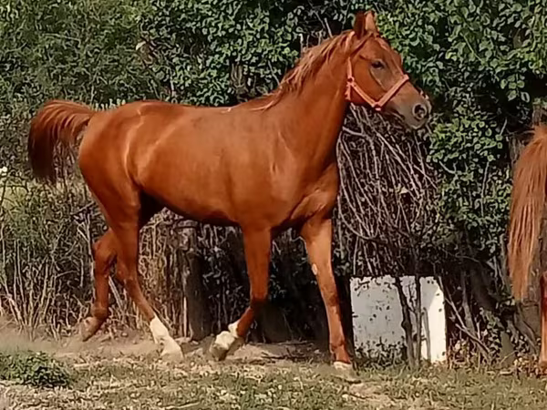 பெண் குதிரை, Arabian horse