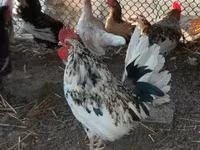 Chickens — fotografija 6