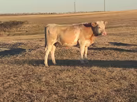 Lembu jantan, Simmental cattle — foto 2