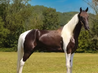 Ձի, Tennessee Walking Horse — լուսանկար 3