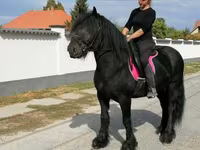 گھوڑا, Fell pony — تصویر 7