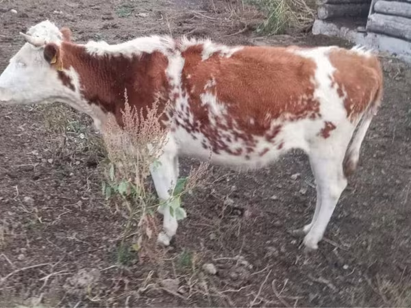 Cow, Simmental cattle