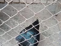 Chickens — foto 1