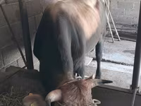 காளை, மாடுகள் — புகைப்படம் 3