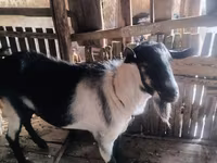 Jarac, Alpine goat — fotografija 2