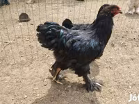 Brahma — foto 7