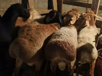 Ram, Arashan sheep — photo 2