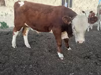 Toro, Simmental cattle — foto 5