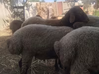 گوسفند (گروه، جنسیت مشخص نشده), گوسفند — عکس 3