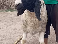 قوچ, گوسفند — عکس 4