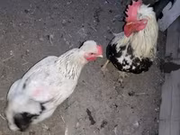 Chickens — foto 2