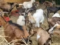 Koza, Alpine goat — fotografija 1