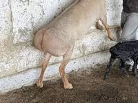Kambing jantan, Sheep — foto 1
