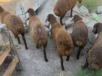 母羊, Sheep — 照片 5