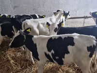 Бух, Russian Black pied cattle — 2 зураг