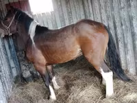 Kůň, Altai horse — foto 3