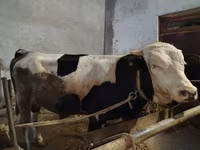 Sığır (parti, cinsiyet belirtilmedi), Simmental cattle — foto 2