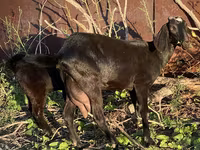 بز ماده, Nubian Goat — عکس 3