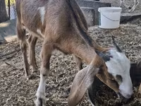 암염소, Nubian Goat — 사진 5