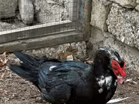 Ducks — عکس 3