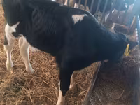 วัวตัวผู้, Simmental cattle — รูปภาพ 6