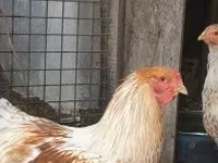 Brahma — foto 2