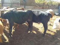 Skot (série, pohlaví neuvedeno), Swiss cattle — foto 5