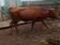 گاو ماده, گاو — عکس 6