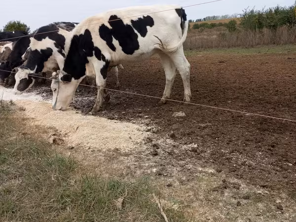 گاو نر, Russian Black pied cattle