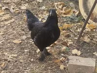 Chickens — foto 4