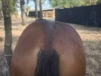 Hingst, Heste — foto 3