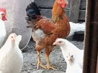 Chickens — foto 1