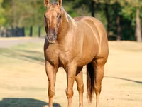ม้าตัวผู้, Quarter Horse — รูปภาพ 4