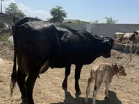 Krowa, Swiss cattle — zdjęcie 3