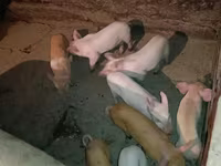 خنزيرة, Дюрок — الصورة 2